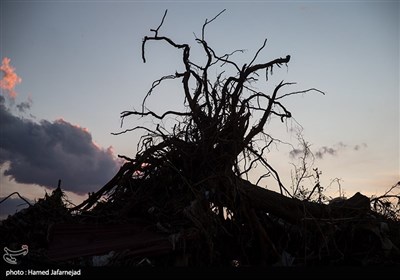 کنده شده ریشه درختان تنومند بر اثر سیلاب در روستای چَمْ مهـر از توابع شهرستان پلدختر