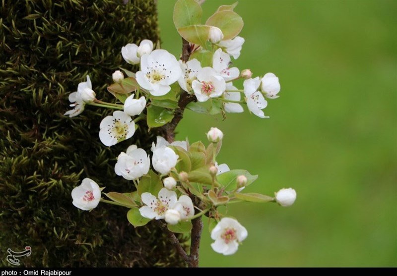 شکوفه‌ درختان گلابی باغات گیلان به روایت تصویر