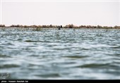 در پی حادثه سیل اخیر در مناطق مختلف استان خوزستان و افزایش دبی سد های این استان، بسیاری از زمین های کشاورزی و روستاهای حاشیه رود کرخه که از سد کرخه منشا می‌گیرد به زیر آب رفتند.تصویر