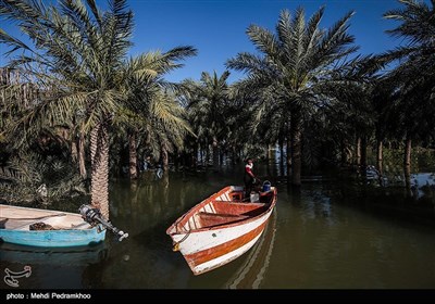 به گفته ی دبیر انجمن ملی خرمای ایران در برآورد اولیه حدود ۳۰ درصد نخلستان‌های همجوار رودخانه کارون و کرخه از بین رفته است که ۵۰ تا ۶۰ هزار تن تولید خرمای خوزستان را تامین می‌کرده‌اند