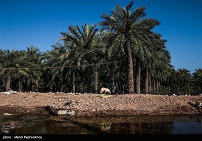 براثر طغیان رودخانه ها و جاری شدن سیلاب در دشتهای خوزستان هزار هکتار مزرع زیرکشت و آماده ی کشت به زیرآب رفت و خسارت سنگینی به کشاورزان وارد شد در این میان روستای ابومشیلش با دارا بودن هزاران درخت نخل در جوار رودخانه کارون یکی از قطبهای پرورش و برداشت خرمای برحی بود اما با بالا آمده آب بسیاری از نخلستانهای این روستا به زیر آب رفته و تنها منبع در آمد آنها از بین رفته است. 