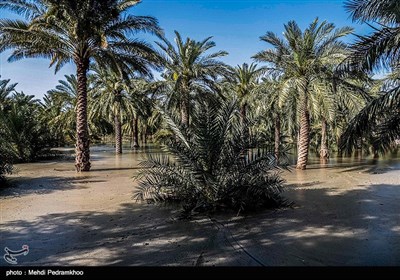 براثر طغیان رودخانه ها و جاری شدن سیلاب در دشتهای خوزستان هزار هکتار مزرع زیرکشت و آماده ی کشت به زیرآب رفت و خسارت سنگینی به کشاورزان وارد شد در این میان روستای ابومشیلش با دارا بودن هزاران درخت نخل در جوار رودخانه کارون یکی از قطبهای پرورش و برداشت خرمای برحی بود اما با بالا آمده آب بسیاری از نخلستانهای این روستا به زیر آب رفته و تنها منبع در آمد آنها از بین رفته است. 