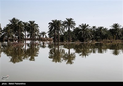 به گفته ی دبیر انجمن ملی خرمای ایران در برآورد اولیه حدود ۳۰ درصد نخلستان‌های همجوار رودخانه کارون و کرخه از بین رفته است که ۵۰ تا ۶۰ هزار تن تولید خرمای خوزستان را تامین می‌کرده‌اند
