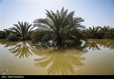 براثر طغیان رودخانه ها و جاری شدن سیلاب در دشتهای خوزستان هزار هکتار مزرع زیرکشت و آماده ی کشت به زیرآب رفت و خسارت سنگینی به کشاورزان وارد شد در این میان روستای ابومشیلش با دارا بودن هزاران درخت نخل در جوار رودخانه کارون یکی از قطبهای پرورش و برداشت خرمای برحی بود اما با بالا آمده آب بسیاری از نخلستانهای این روستا به زیر آب رفته و تنها منبع در آمد آنها از بین رفته است. 