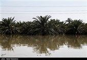 تحلیل عضو هیئت‌ علمی ‌دانشگاه ‌اهواز از علت سیلاب‌های ‌خوزستان/خطای استراتژیک در هور‌العظیم