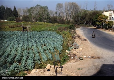 مزارع زراعی مردم در شهر القصیر کشور سوریه