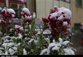 تاوان سنگین برف بهاری بر دوش باغداران؛ تحمیل خسارت سنگین به باغداران