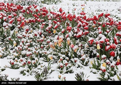 بارش برف بهاری در ارومیه