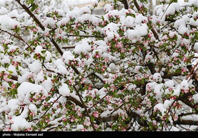 بارش برف بهاری در ارومیه