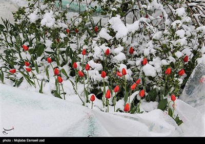 بارش برف بهاری در ارومیه