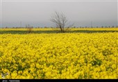 نبرد کشاورزان کرمانشاه با آفت «سنک» کلزا؛ آفت سنک کلزا بومی ایران است