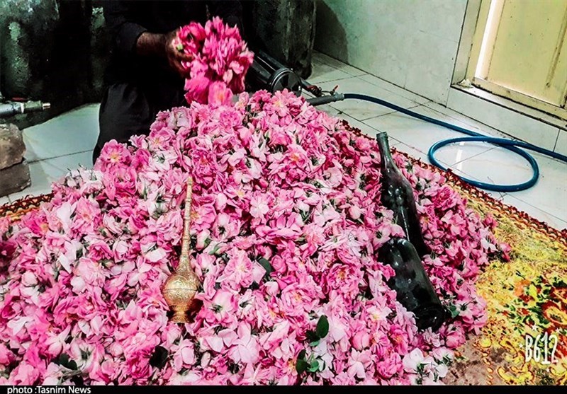 سالانه 15 هزار تن گلاب مرغوب در کاشان تولید می‌شود