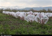 احتمال خسارت به باغات و مزارع استان لرستان