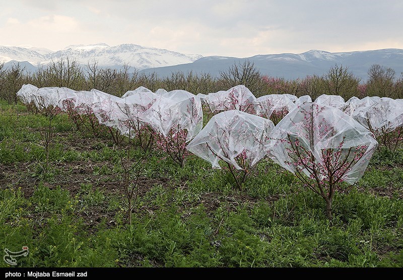 احتمال خسارت به باغات و مزارع استان لرستان