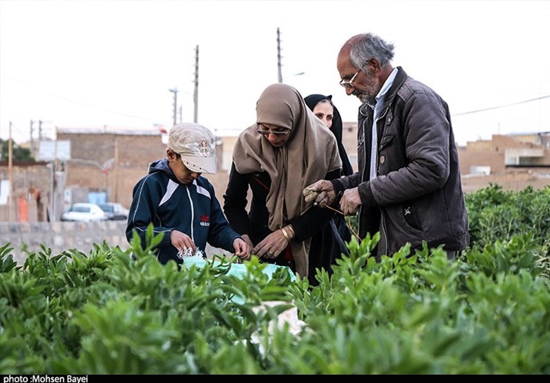 برداشت باقلا از باغات کاشان+تصاویر