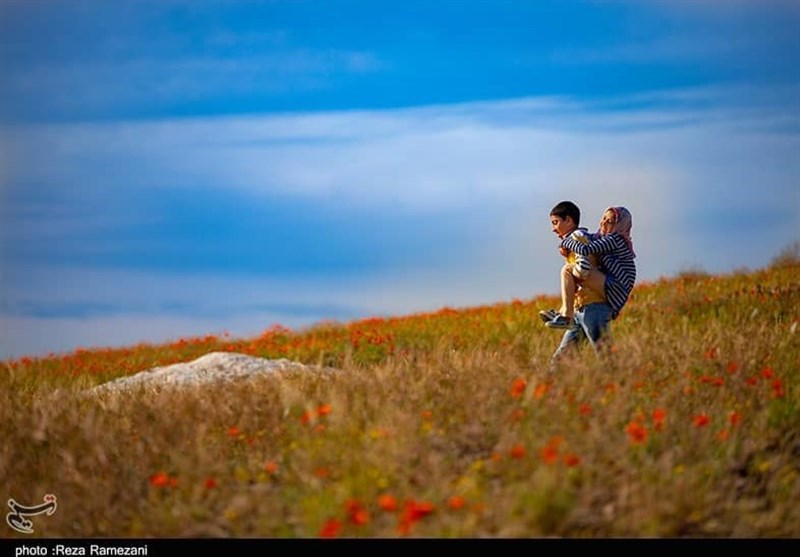 ایران زیباست؛ جلوه‌ای تماشایی از دشت شقایق در قم‌+تصاویر