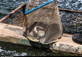 اجرای پروژه 2 هزار تنی تولید ماهیان خاویاری در دریای خزر