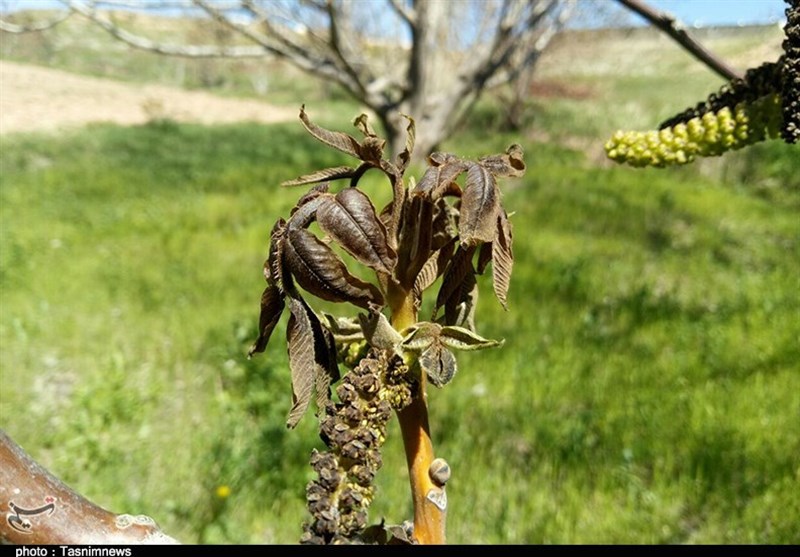 ‌سرما شکوفه‌های بهاری را در زنجان از بین برد + تصاویر