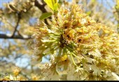 سرمای دیررس 300 میلیارد تومان به محصولات کشاورزی آذربایجان غربی خسارت زد