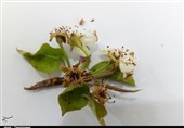سرمای کم‌سابقه بهاری در خراسان شمالی/ خطر در کمین باغ‌ها