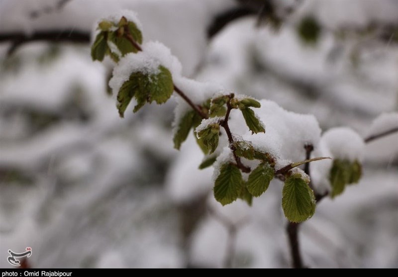 سرمازدگی درختان فندق در برف بهاری اشکورات گیلان به روایت تصویر