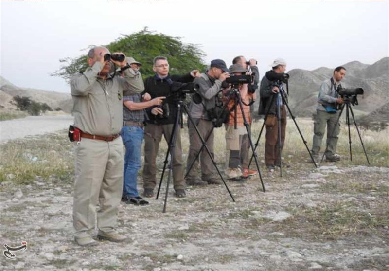 سفر هیئت پرنده‌نگر اروپایی به کهگیلویه و بویراحمد؛ تصویربرداری از 3 پرنده کمیاب در خائیز