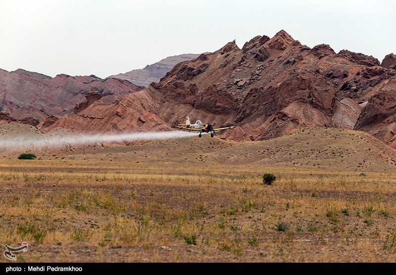 مبارزه با ملخ صحرایی در 18 هزار هکتار از اراضی سیستان و بلوچستان انجام شد
