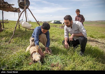 بمناسبت دوازدهم اردیبهشت روز معلم -معلم کوچ نشین عشایر