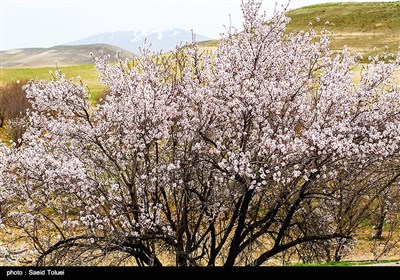 طبیعت بهاری خراسان شمالی