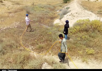 2.2 میلیون هکتار اراضی استان بوشهر برای مبارزه با آفت ملخ صحرایی پایش شد