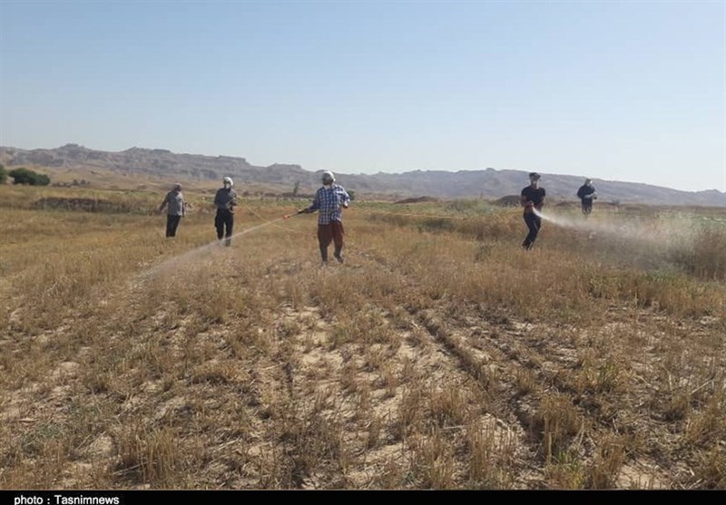 سم‌پاشی 22500 هکتار اراضی استان بوشهر علیه هجوم ملخ صحرایی