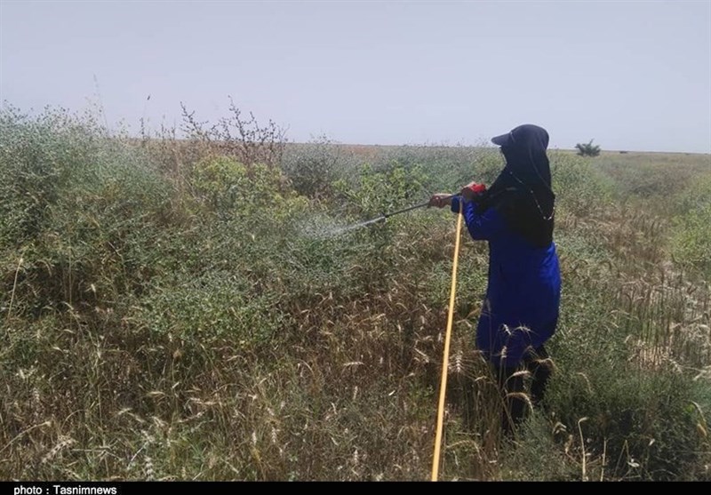 حمله گله‌ای ملخ صحرایی به مراتع گچساران؛ خطر تمام مناطق کهگیلویه و بویراحمد را تهدید می‌کند