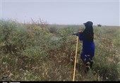 احتمال افزایش آفت سن در مزارع آذربایجان‌غربی به علت کاهش بارندگی