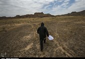 جهاد کشاورزی استان بوشهر نیازمند همکاری مردم برای مبارزه با ملخ‌ها است