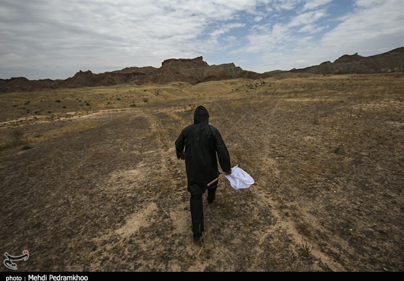 جهاد کشاورزی استان بوشهر نیازمند همکاری مردم برای مبارزه با ملخ‌ها است