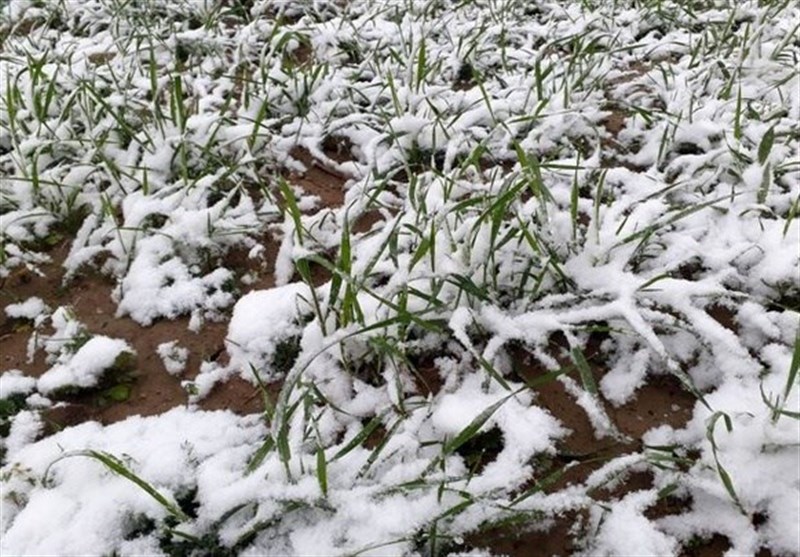 خسارت 93 میلیارد تومانی یخبندان بهاره به محصولات کشاورزی ‌مرند ‌