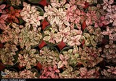 بزرگترین نمایشگاه گل و گیاه کشور در مشهد برگزار می‌شود