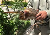 دستگیری عامل فروش پرنده وحشی در فضای مجازی مشهد