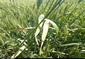 خسارتی از بیماری «زنگ زرد» در مزارع لرستان گزارش نشد
