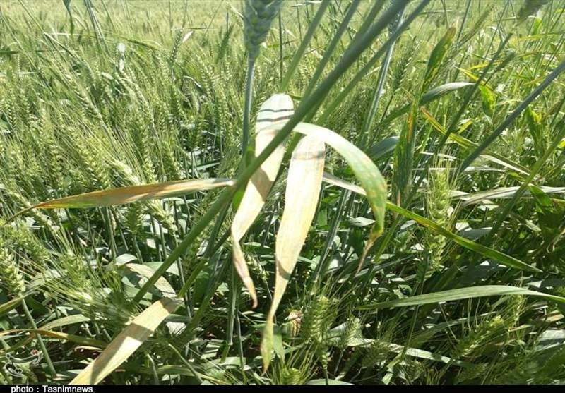 خسارتی از بیماری «زنگ زرد» در مزارع لرستان گزارش نشد