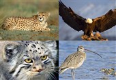 25 گونه جانوری خراسان جنوبی در معرض خطر انقراض