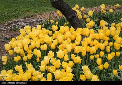 نهمین جشنواره گل و گیاه ارومیه