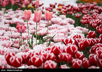 نهمین جشنواره گل و گیاه ارومیه