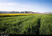 بیش از 30 درصد محصولات کشاورزی کهگیلویه و بویراحمد بیمه ندارند