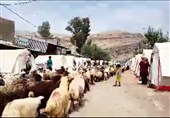 قاچاق احشام در شهرستان ارومیه 49 درصد کاهش یافت