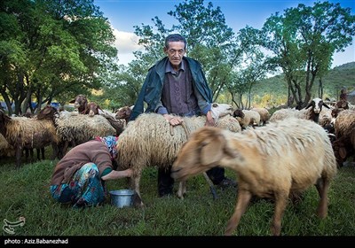 عبور عشایر ترکاشوند و یارام طاقلو از لرستان