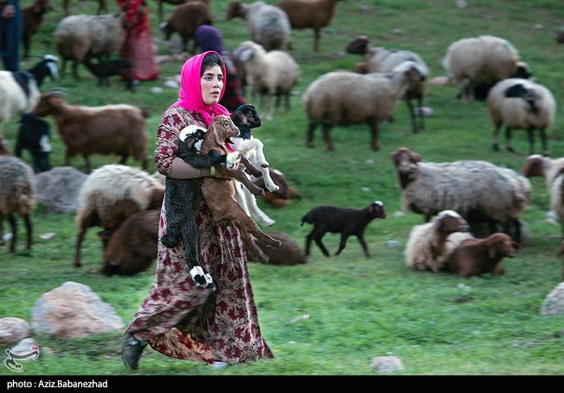 8 درصد عشایر کشور در استان تهران حضور دارند