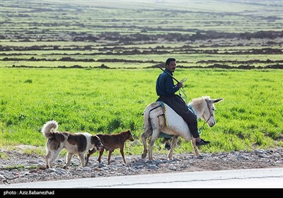 عبور عشایر ترکاشوند و یارام طاقلو از لرستان