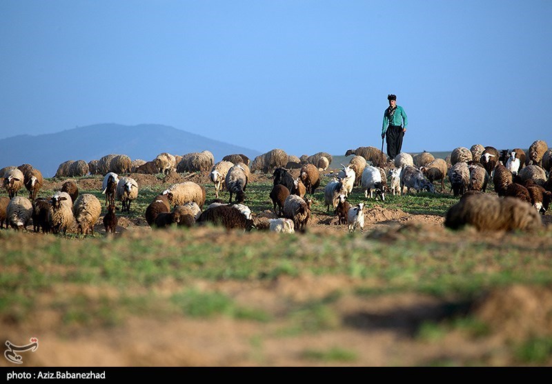 Iranian Nomads Move to Mountainous Regions as Summer Looms