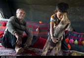 2050 خانواده عشایر در استان قزوین زندگی می‌کنند